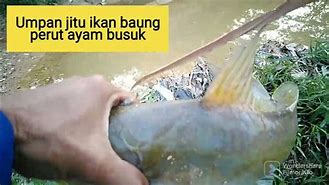 Mancing Ikan Patin Pakai Usus Ayam Apakah Bahaya